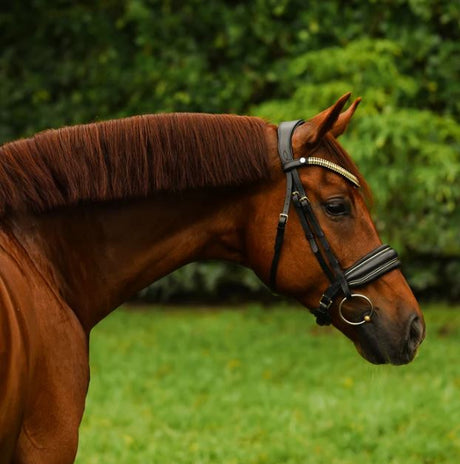 Lumiere 2024 Collection Delta Cavesson Bridle
