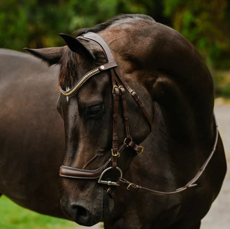Lumiere 2024 Collection Dallas Bridle