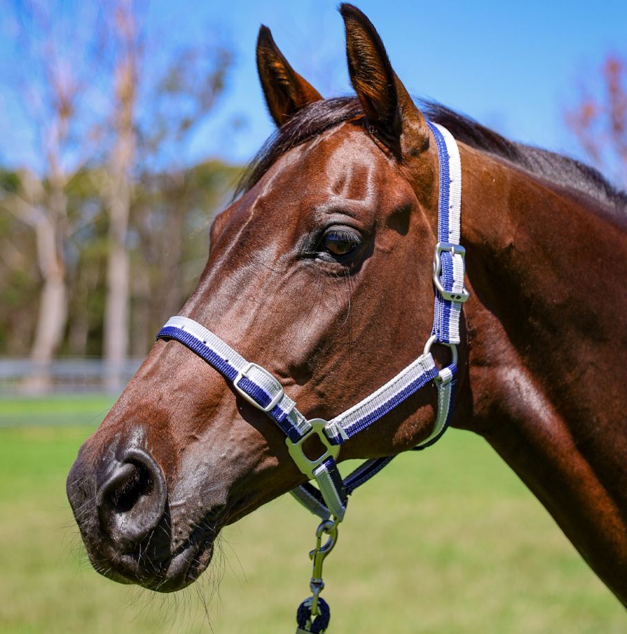 Zilco Striped Halter