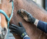 Hands On Grooming Gloves