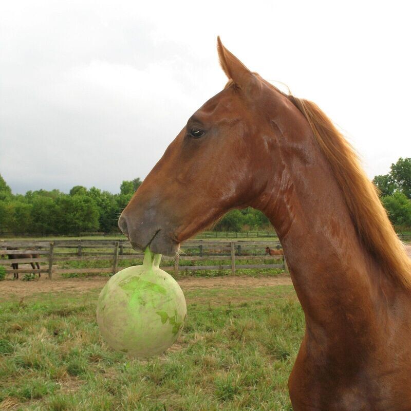 Horseman's Pride Jolly Ball