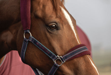 Horseware Rambo Padded Headcollar