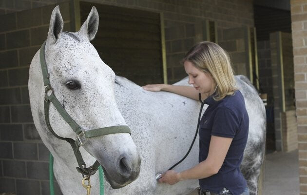 Veterinary Stethoscope