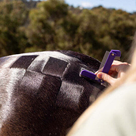 Hairy Pony Quarter  Mark Comb