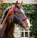 Horseware Rambo Padded Headcollar