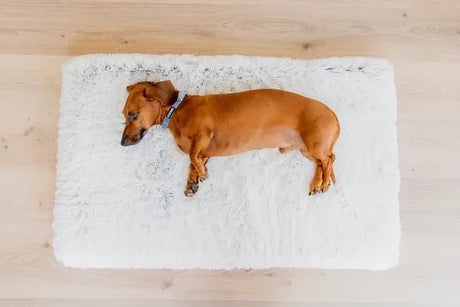 DG Paws Plush Rectangle Bed