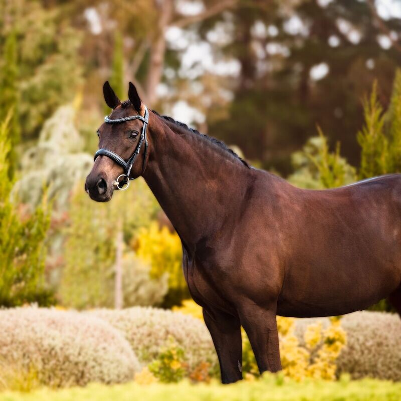 Lumiere Arcadia Luxury Cavesson Bridle