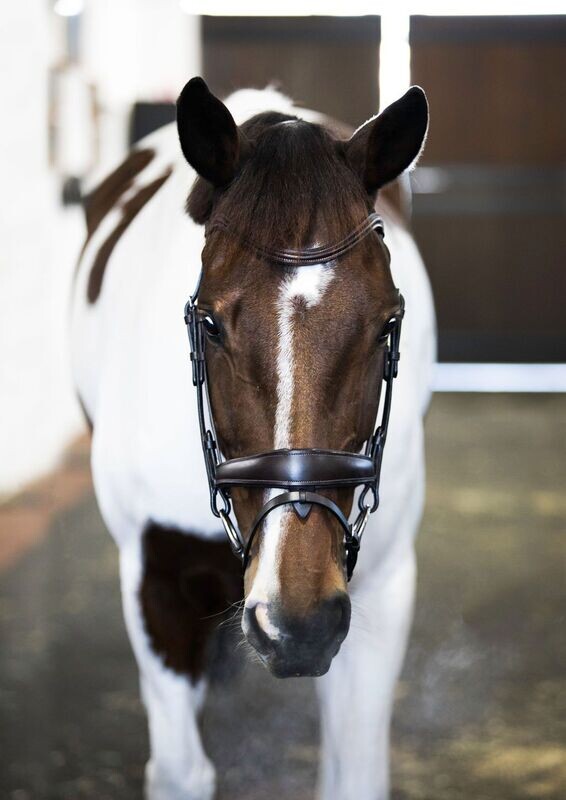 Lumiere Mikayla Convertible Bridle