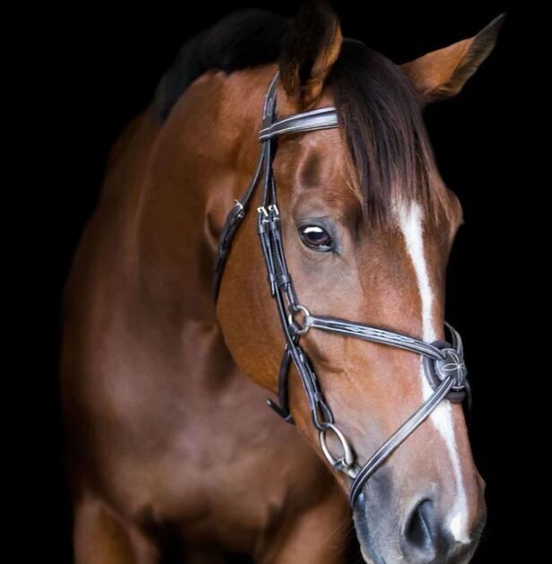 Lumiere Ava Grackle Bridle