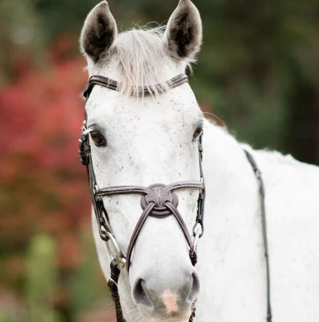 Lumiere Ava Grackle Bridle