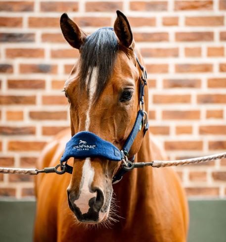 Horseware Signature Grooming Halter