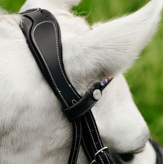 Lumi Pony Rainbow Bridle