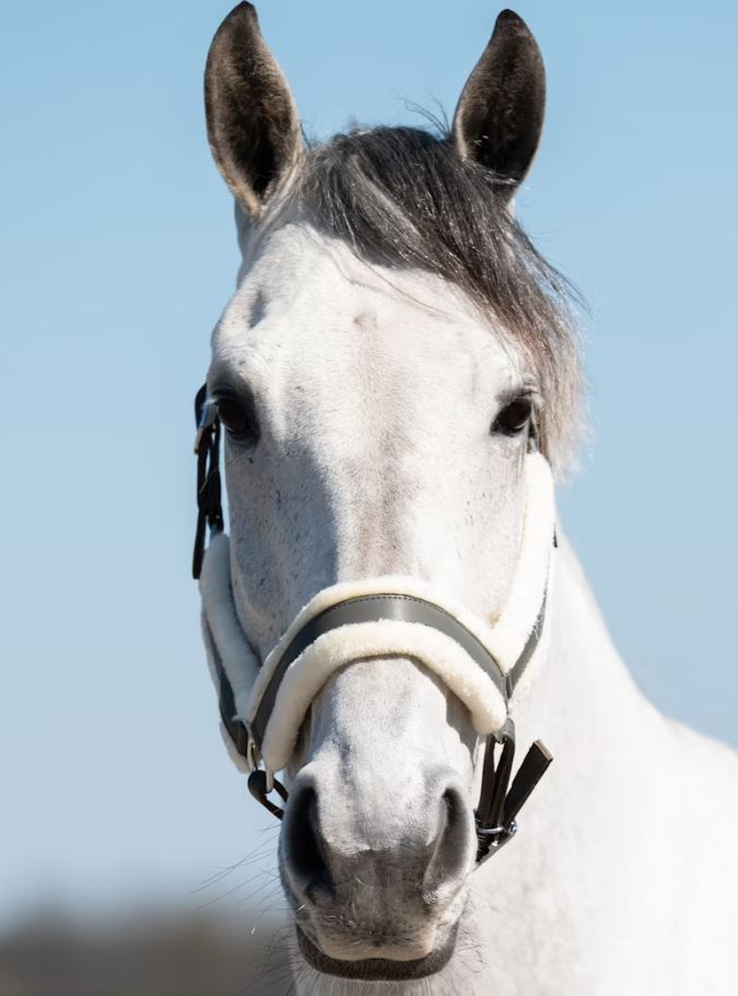 PS of Sweden AW25 Premium Fluffy Halter