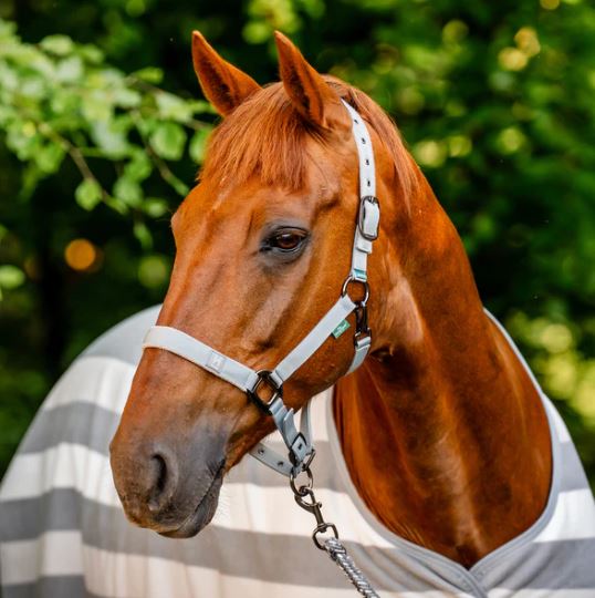 Horseware AW25 Newmarket Halter & Lead Set