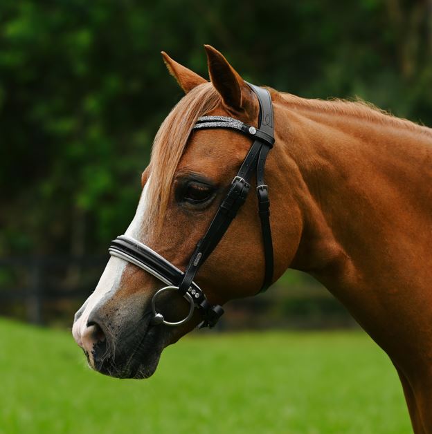 Lumi Pony Princess Bridle