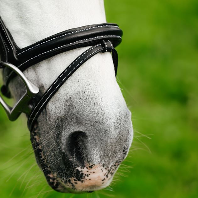 Lumi Pony Rainbow Bridle