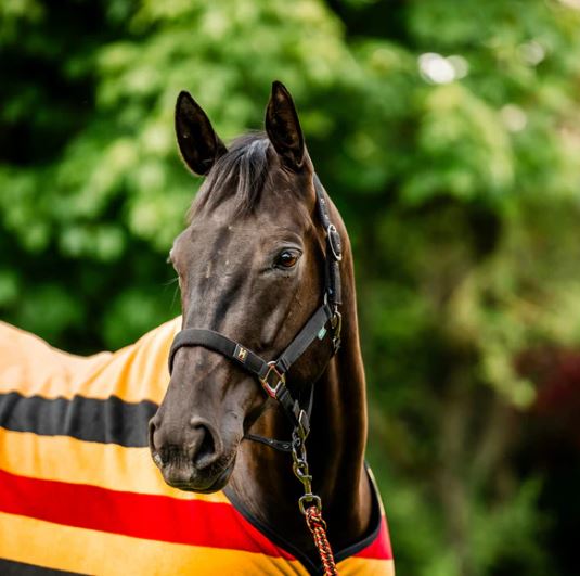 Horseware AW25 Newmarket Halter & Lead Set