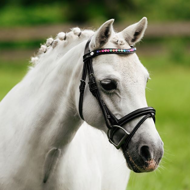 Lumi Pony Rainbow Bridle