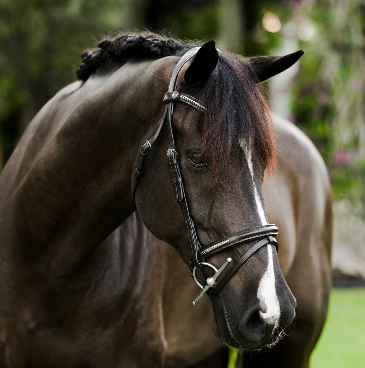 Lumiere AW26 Perseus Bridle