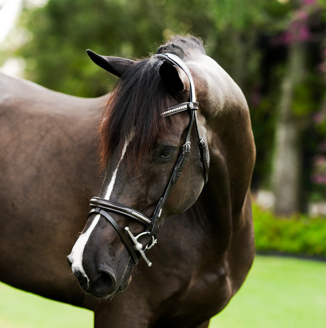 Lumiere AW26 Perseus Bridle
