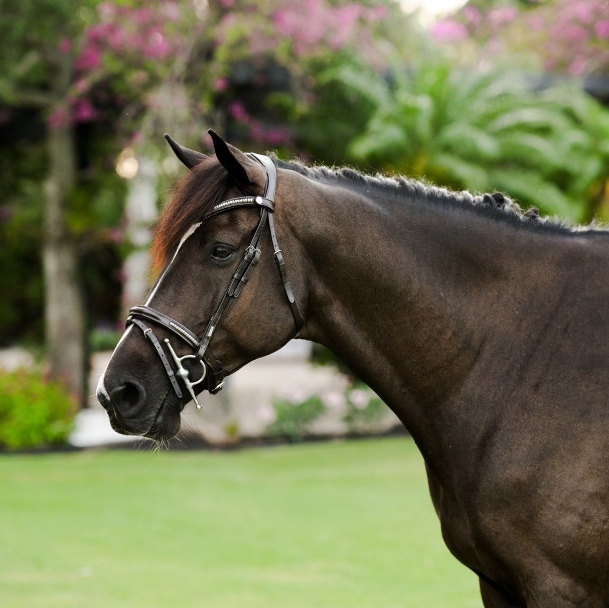 Lumiere AW26 Perseus Bridle