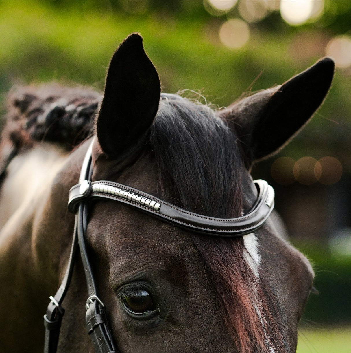 Lumiere AW26 Perseus Bridle