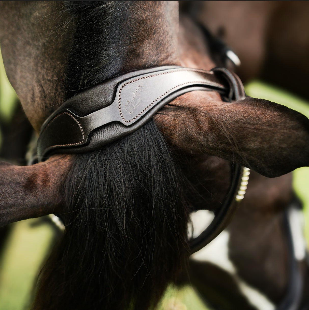 Lumiere AW26 Perseus Bridle