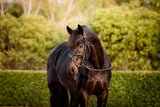 Lumiere AW26 Pia Grackle Bridle