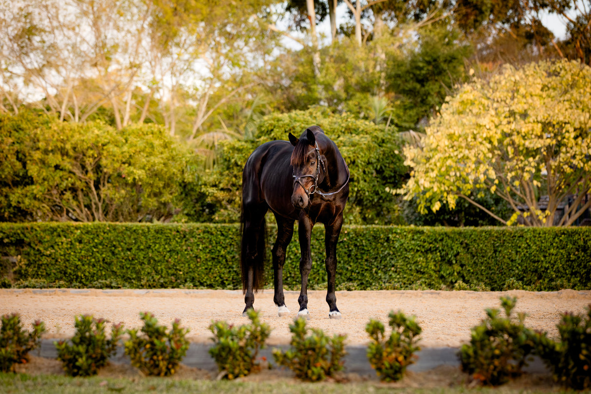Lumiere AW26 Pia Grackle Bridle