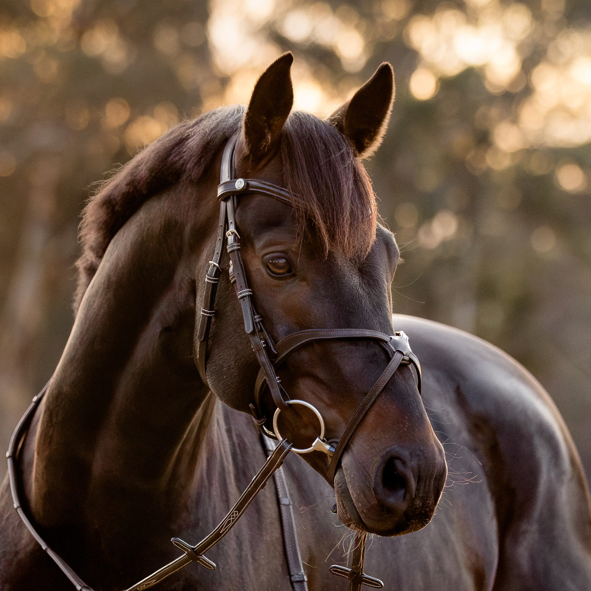 Lumiere AW26 Pia Grackle Bridle