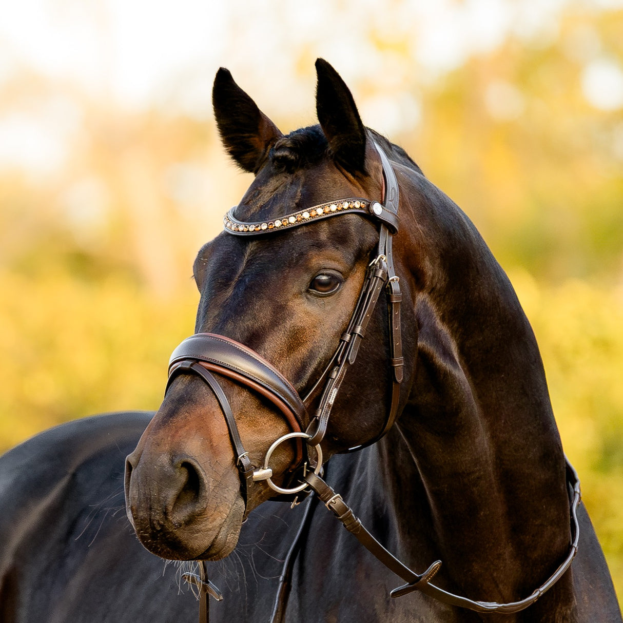 Lumiere AW26 Pippa Bridle