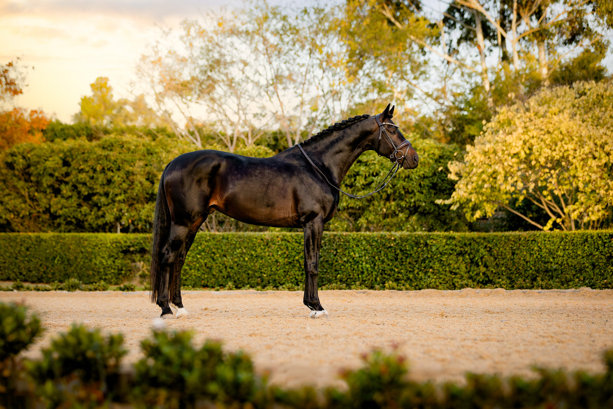 Lumiere AW26 Pippa Bridle